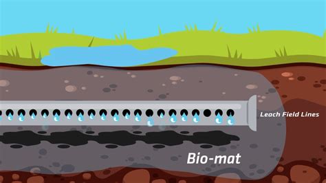 pouring acid into distribution box to open septic field|saturated septic leach.